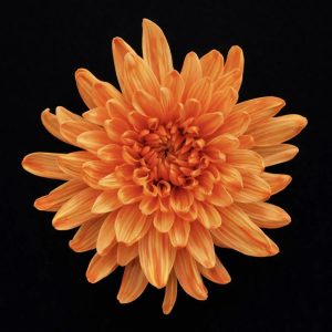 Краска флористическая для стеблей 0,300л цвет №15 Апельсиновая