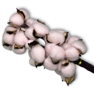 Хлопок на ветке (10шт, 55гр, 40-60см) Бледно-розовый